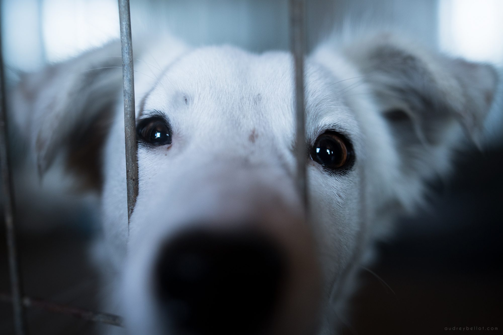 Photographe bénévolat refuge chiens roumanie