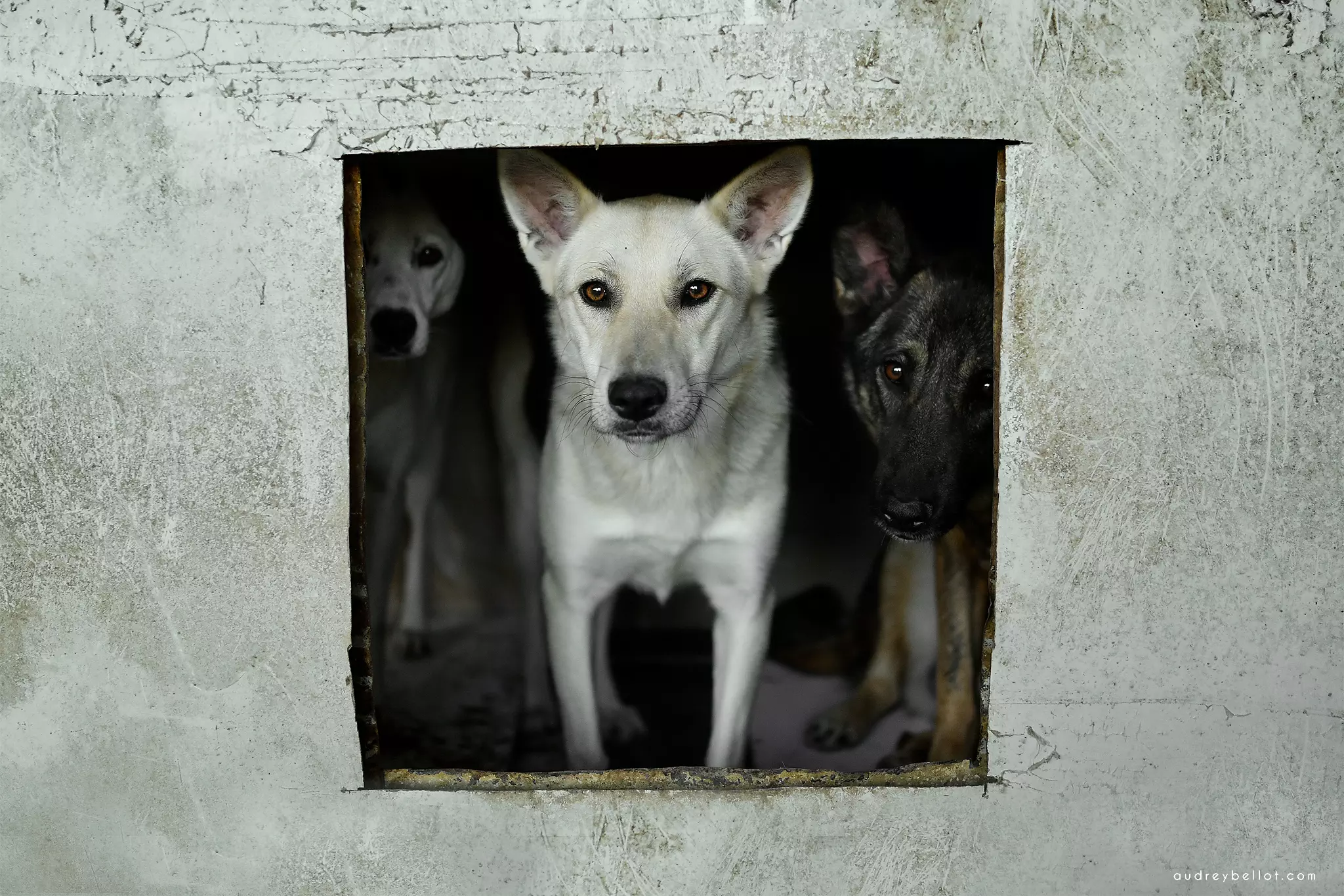 chien roumanie remember me association aide chiens roumains photographe animalière bénévole