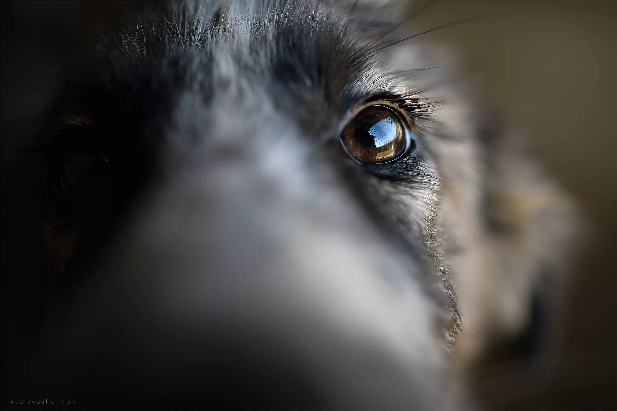chien roumanie remember me association aide chiens roumains photographe animalière bénévole