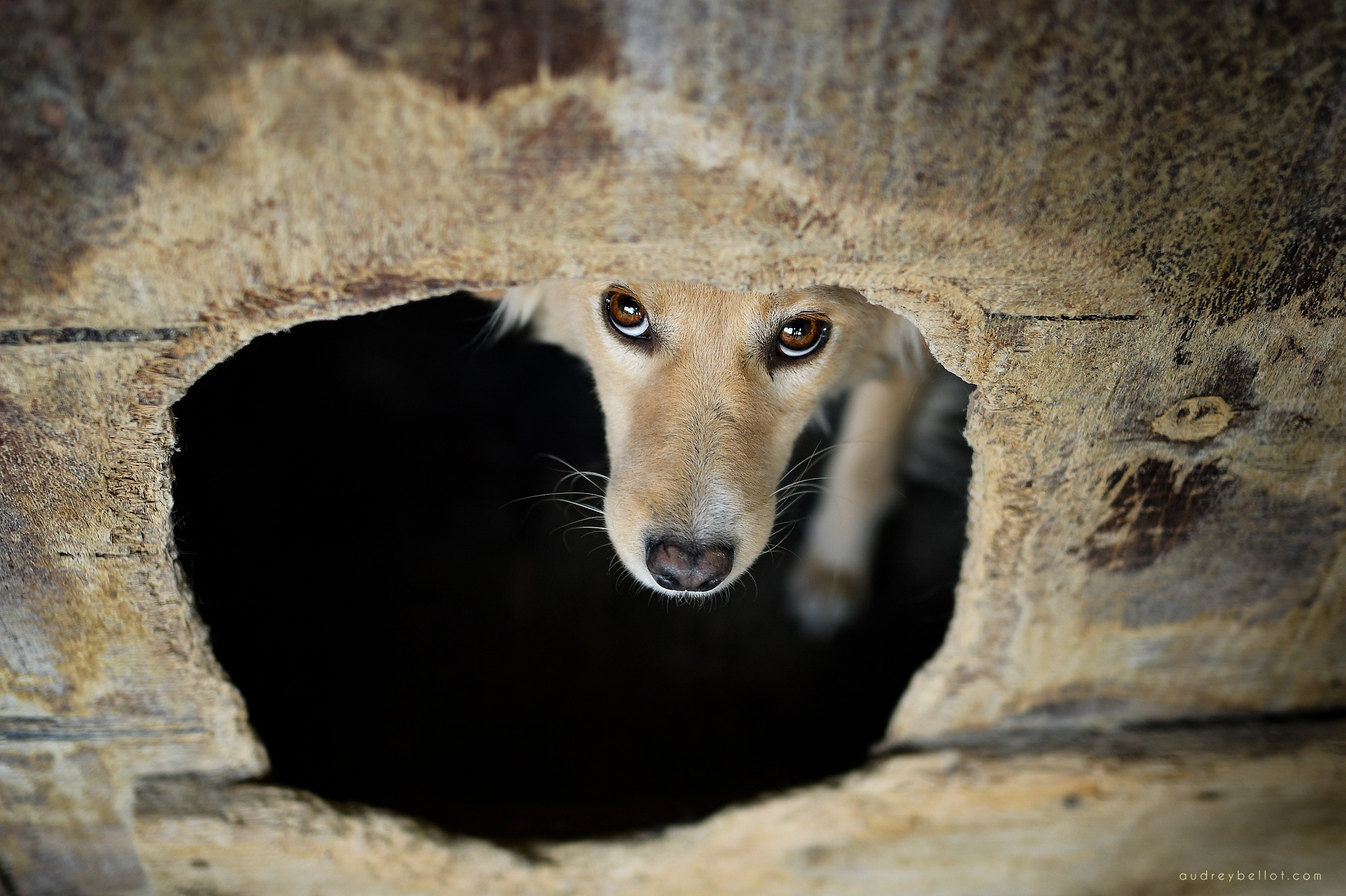 chien roumanie remember me association aide chiens roumains photographe animalière bénévole