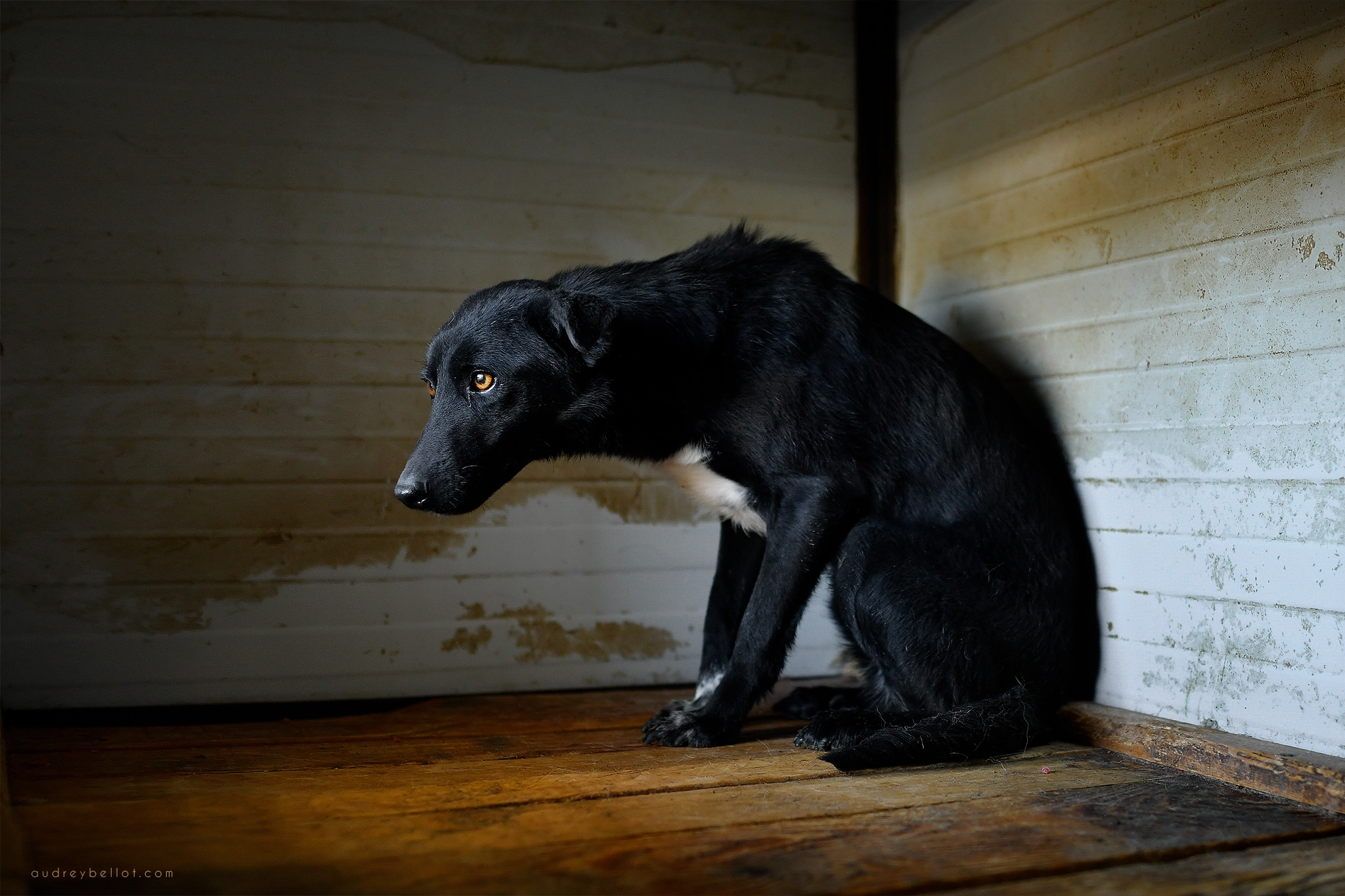chien roumanie remember me association aide chiens roumains photographe animalière bénévole
