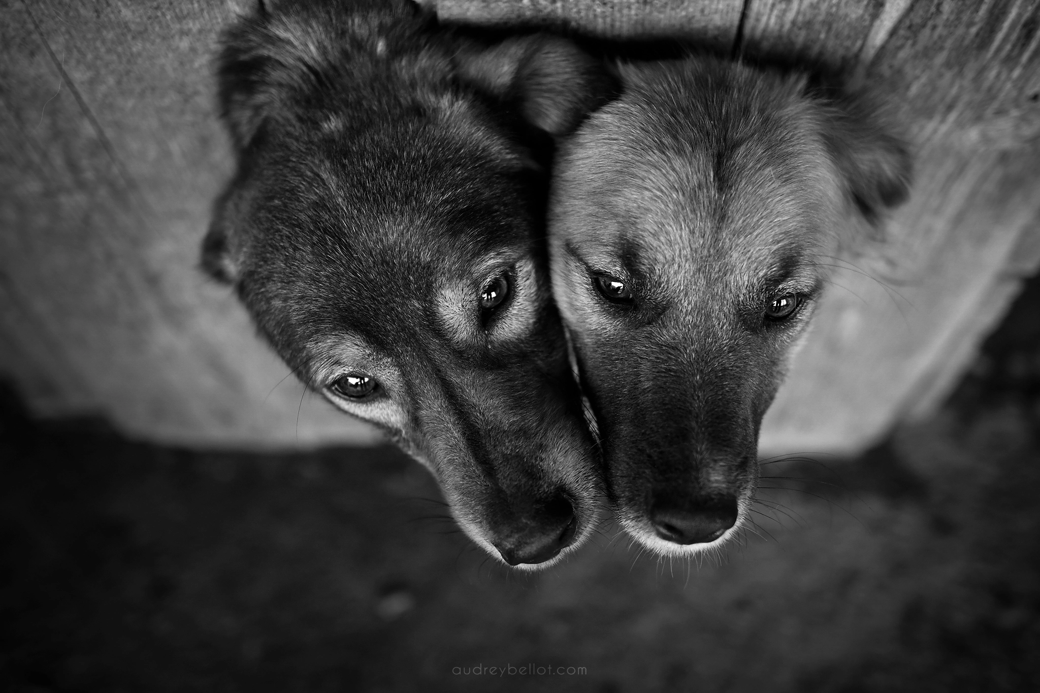 chien roumanie remember me association aide chiens roumains photographe animalière bénévole