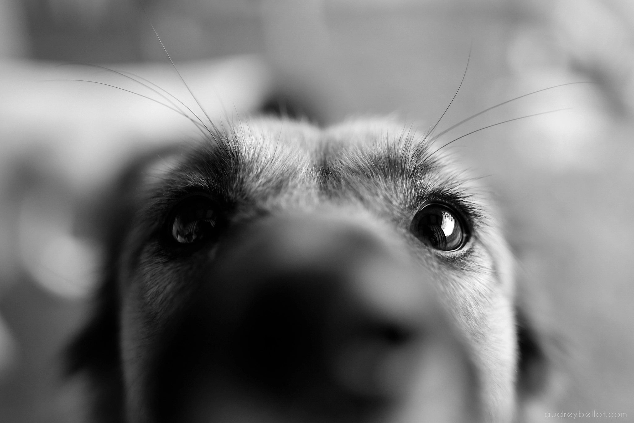 chien roumanie remember me association aide chiens roumains photographe animalière bénévole